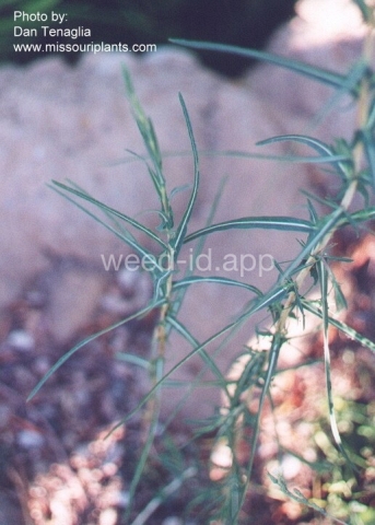 lettuce, willowleaf